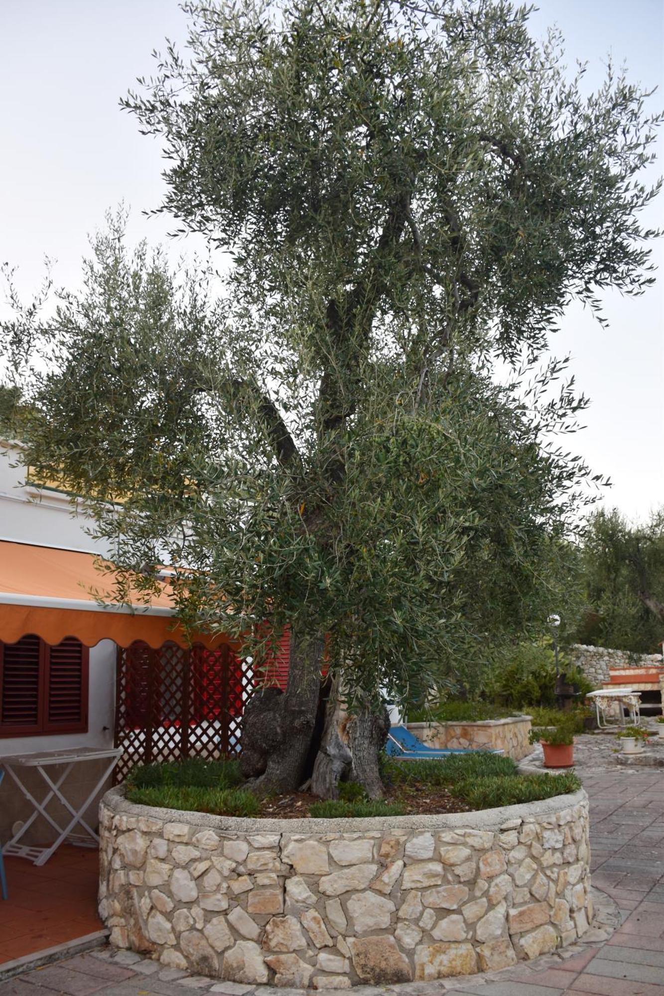 Terra Di Ulivo Villa Vieste Exterior photo